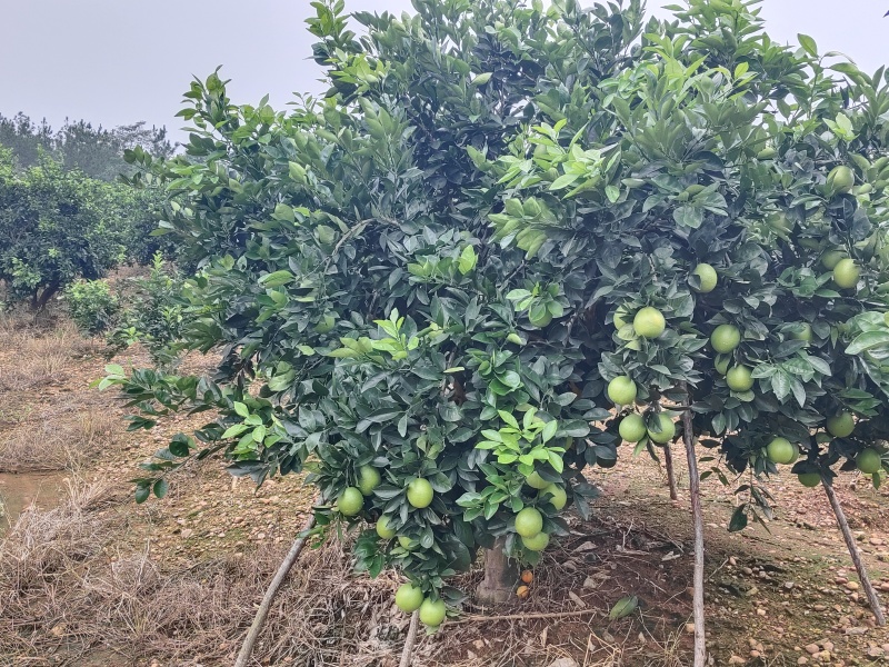 纽荷尔脐橙
