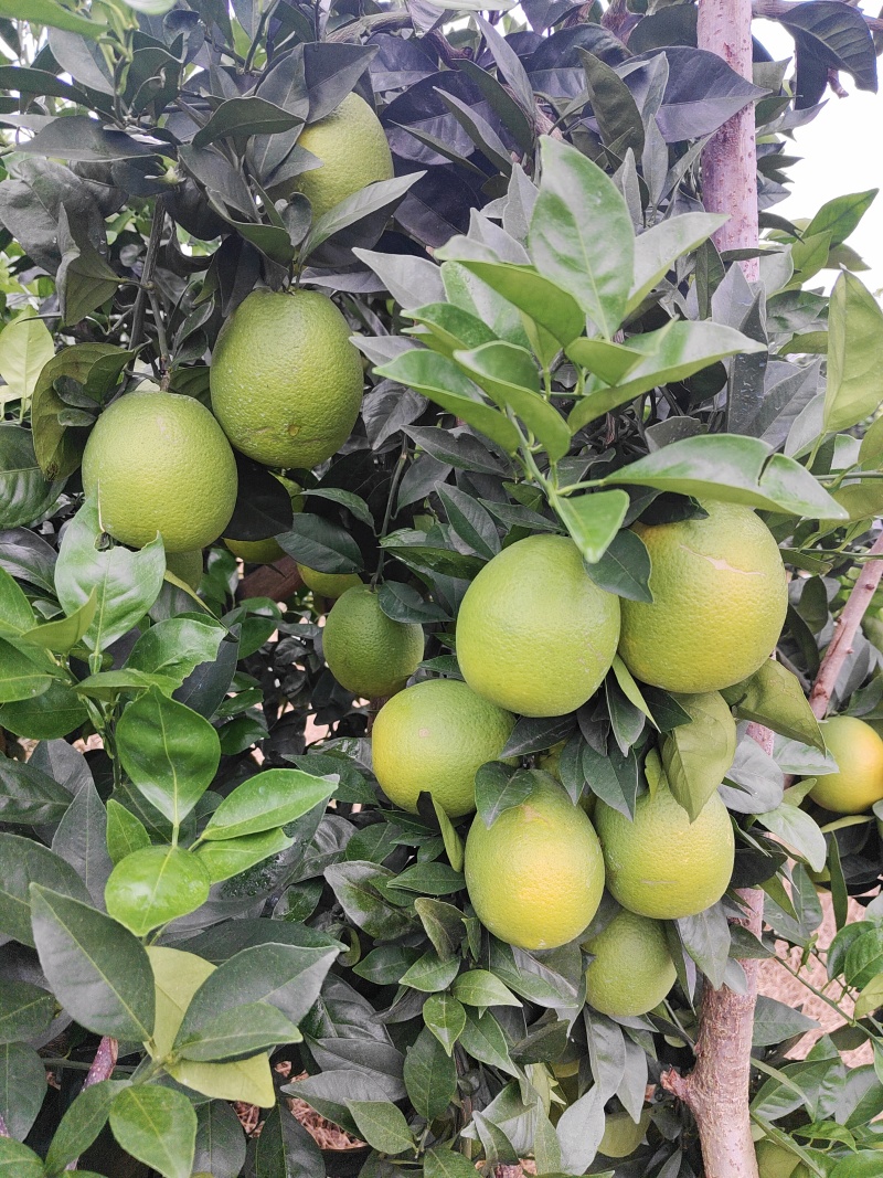 纽荷尔脐橙