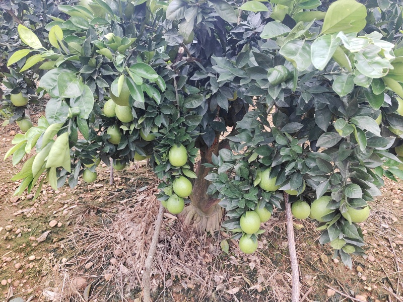 纽荷尔脐橙