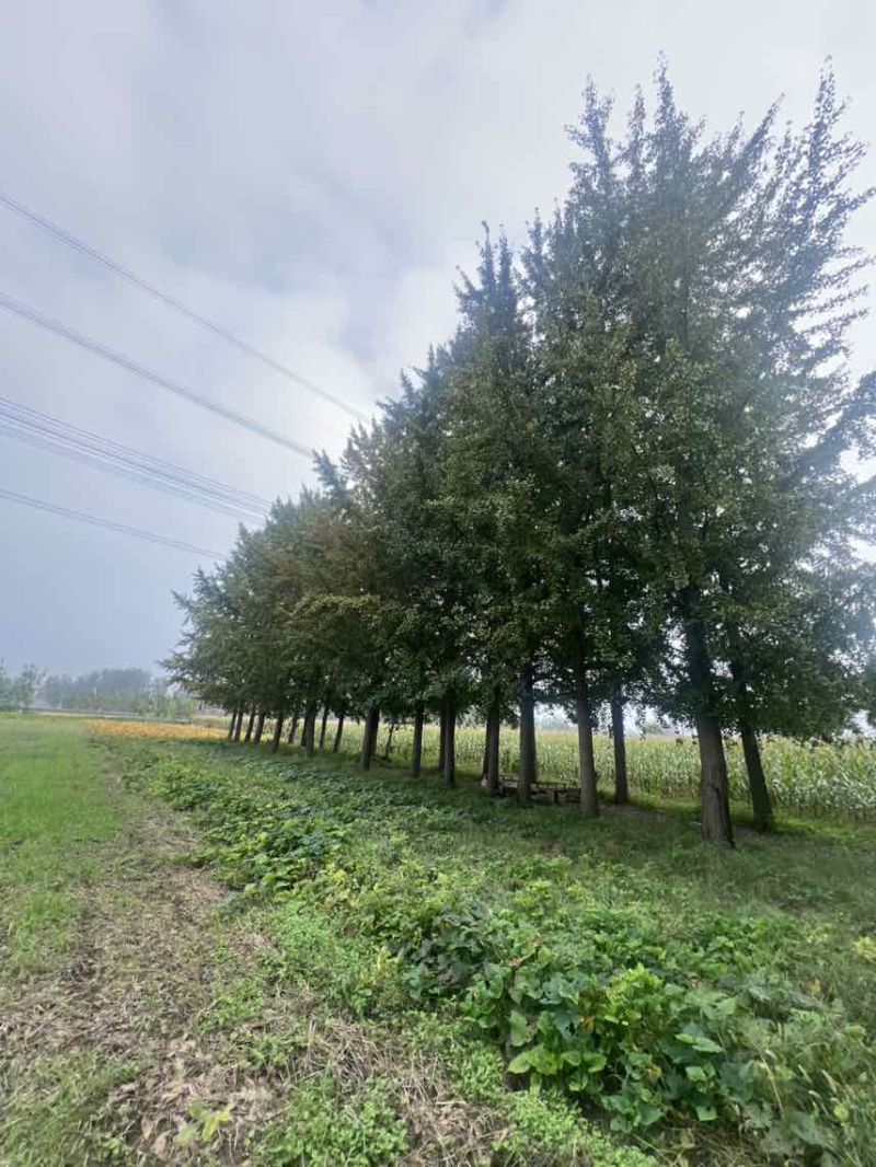 银杏树，结果，35-45胸经！一共65颗