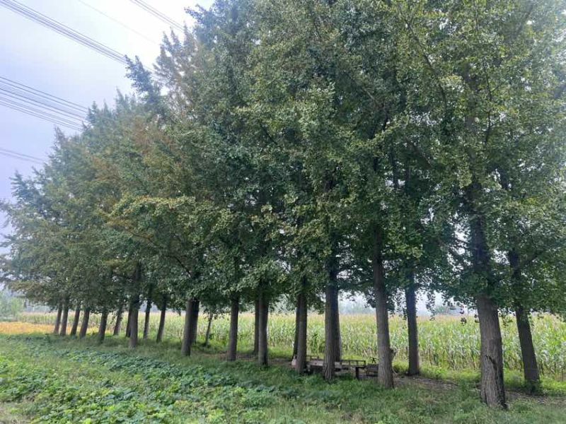 银杏树，结果，35-45胸经！一共65颗