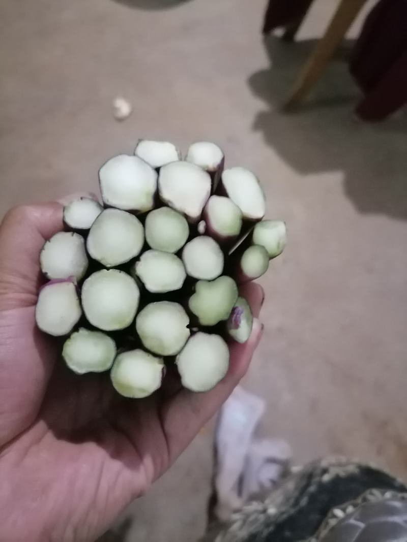 贵州高山精品红菜苔