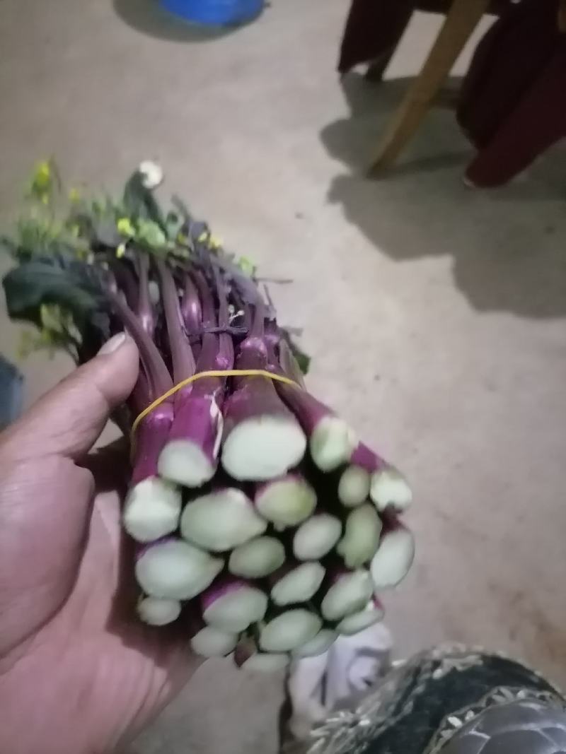 贵州高山精品红菜苔