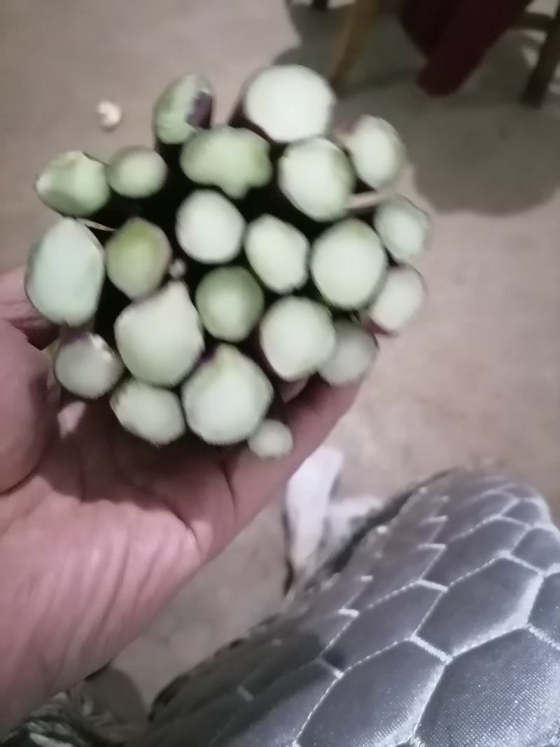 贵州高山精品红菜苔