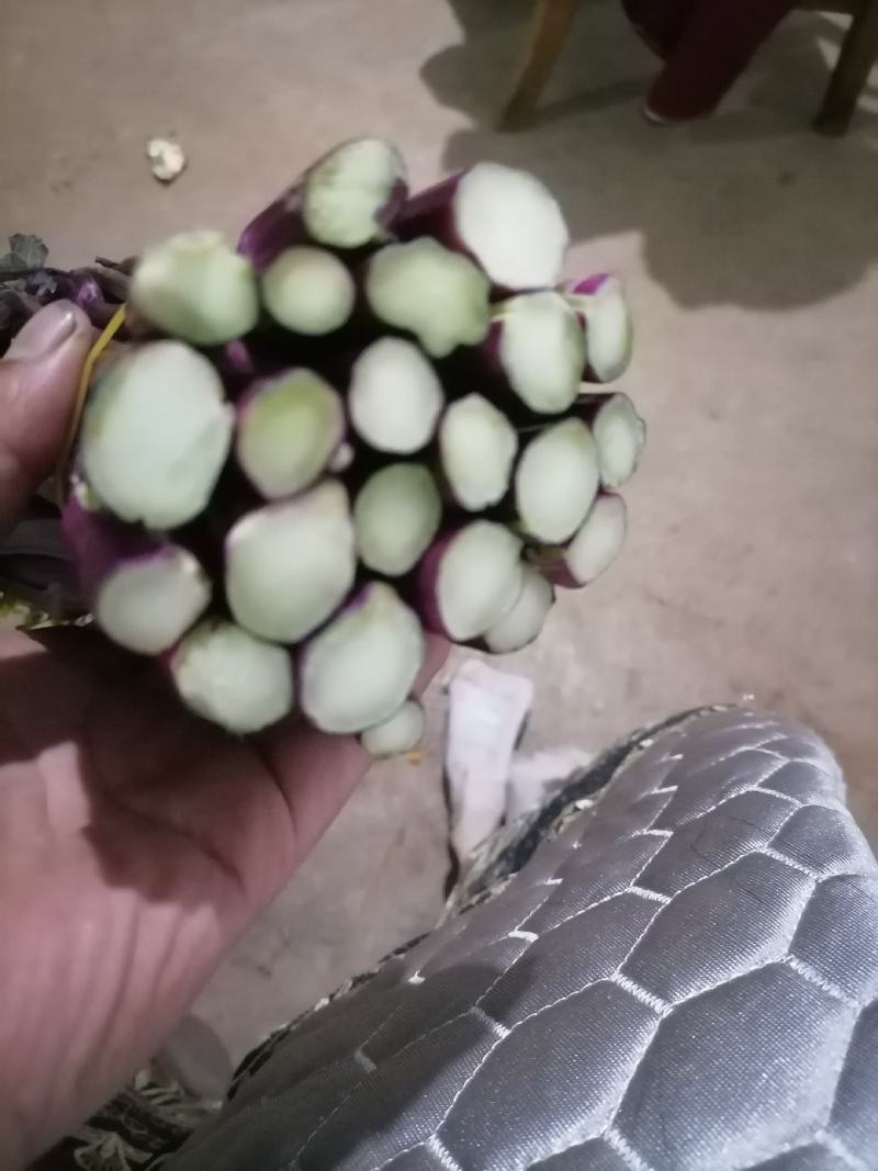 贵州高山精品红菜苔