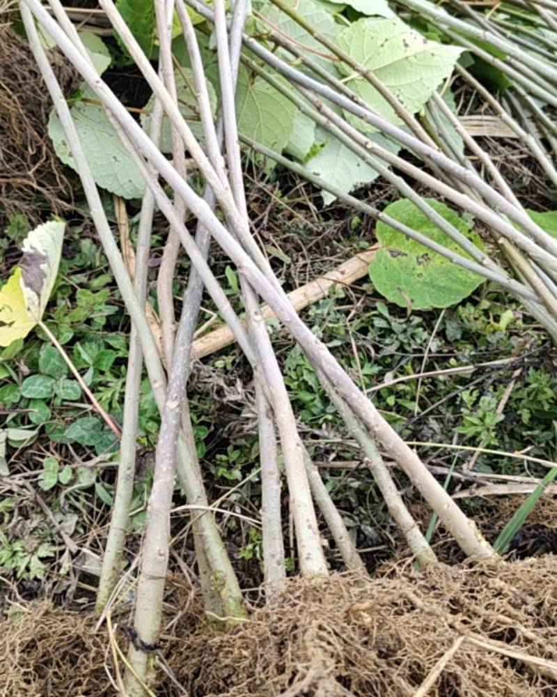 毛叶山桐子1公分苗