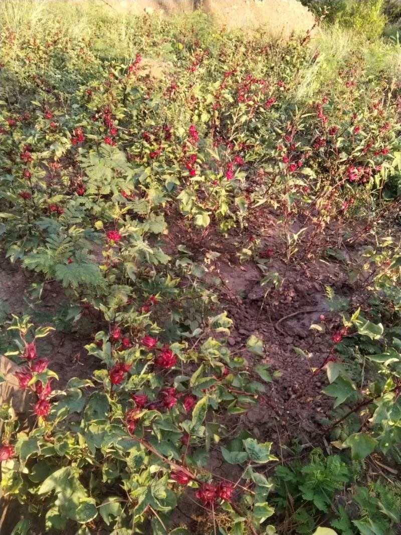 ***新鲜洛神花