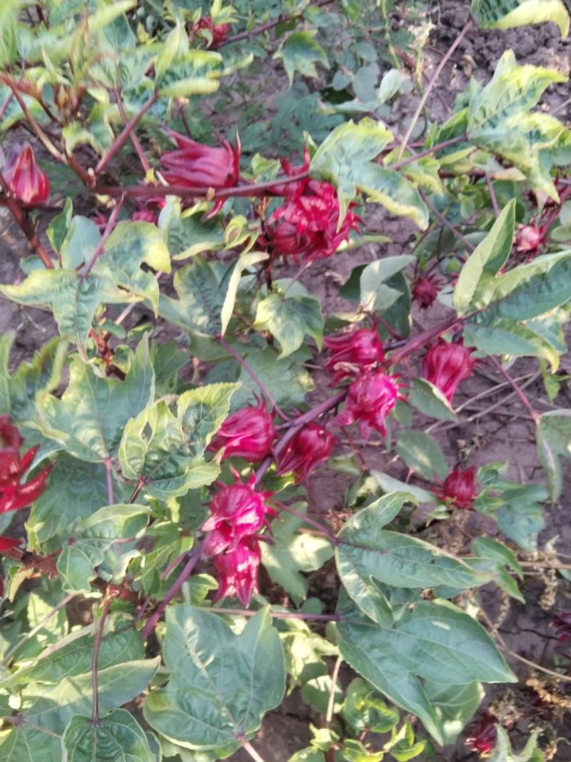 ***新鲜洛神花