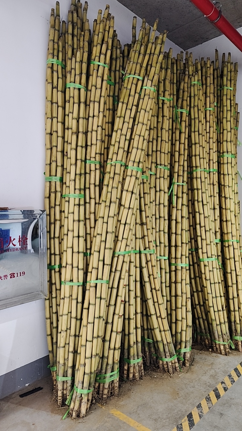 云南黄金甘蔗