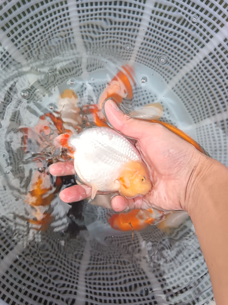 精品兰寿泰狮金鱼