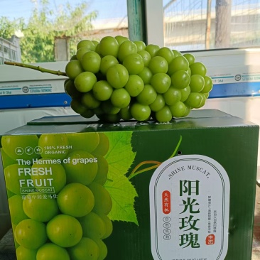 精品阳光玫瑰葡萄