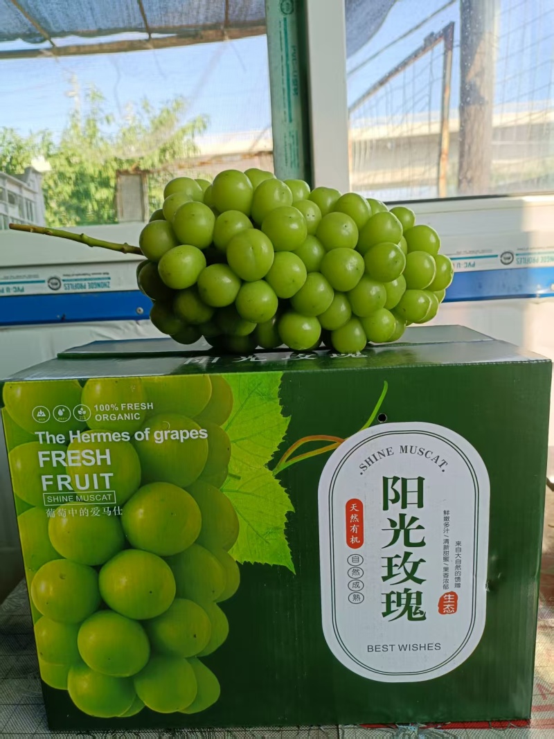 精品阳光玫瑰葡萄