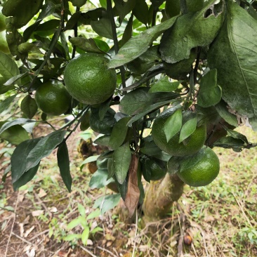 蜜桔冰糖橙等等