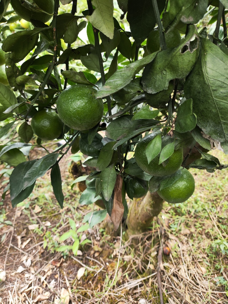 蜜桔冰糖橙等等