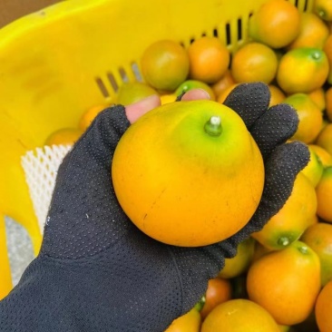 融安脆蜜金桔