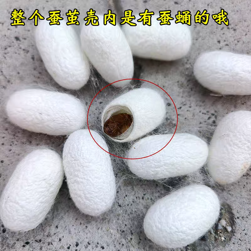 天然烘干桑蚕茧单宫带蛹可抽丝蚕丝扇DIY材料包(完整