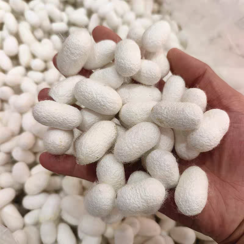 天然烘干桑蚕茧单宫带蛹可抽丝蚕丝扇DIY材料包(完整