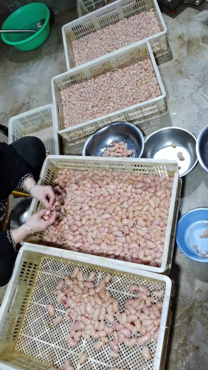 鸡肾