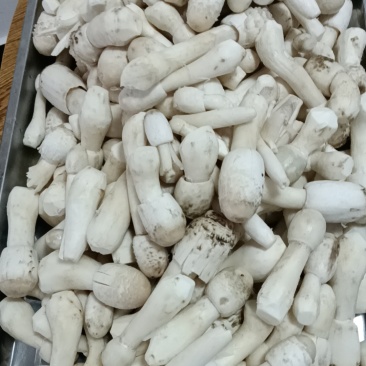 野生鸡腿菇