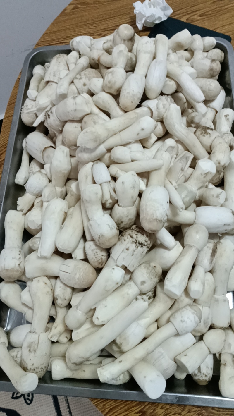 野生鸡腿菇