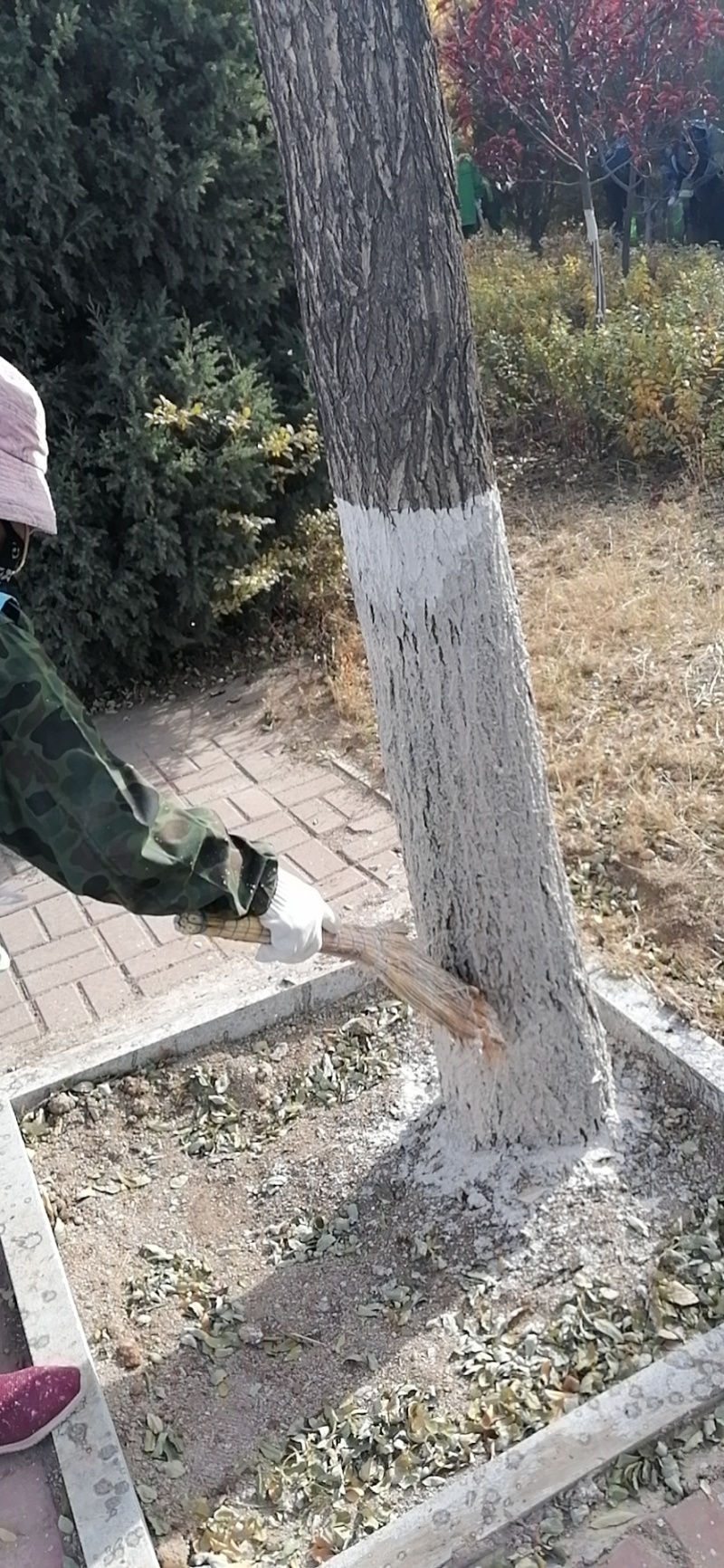 白衣护专业树木涂白剂