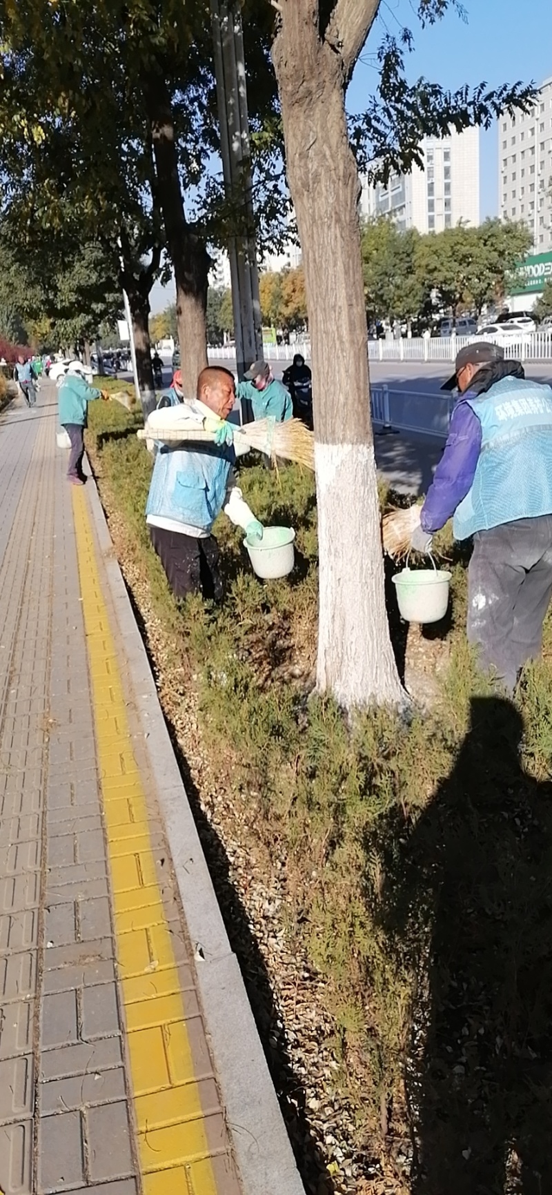 白衣护专业树木涂白剂