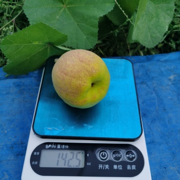 库尔勒香梨特大果，单果150克-180克，5公斤一箱