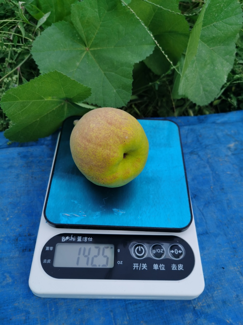 库尔勒香梨特大果，单果150克-180克，5公斤一箱