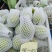 库尔勒香梨特大果，单果150克-180克，5公斤一箱