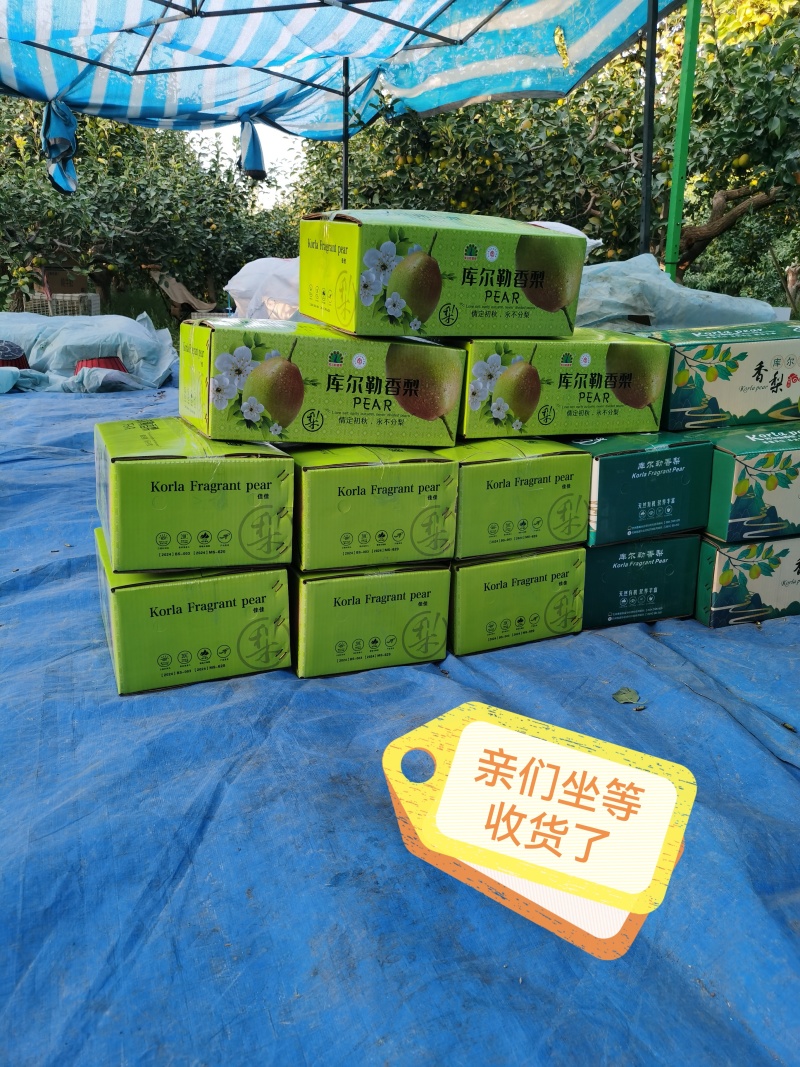 库尔勒香梨特大果，单果150克-180克，5公斤一箱