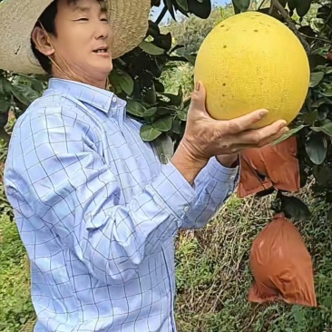 自家果园直供红心柚！果肉饱满如蜜，无中间商赚差价