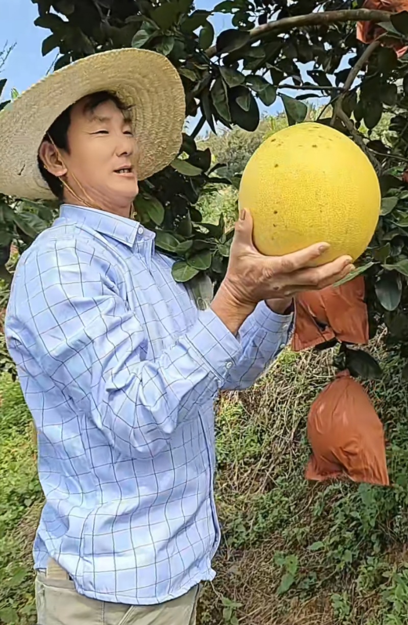 自家果园直供红心柚！果肉饱满如蜜，无中间商赚差价