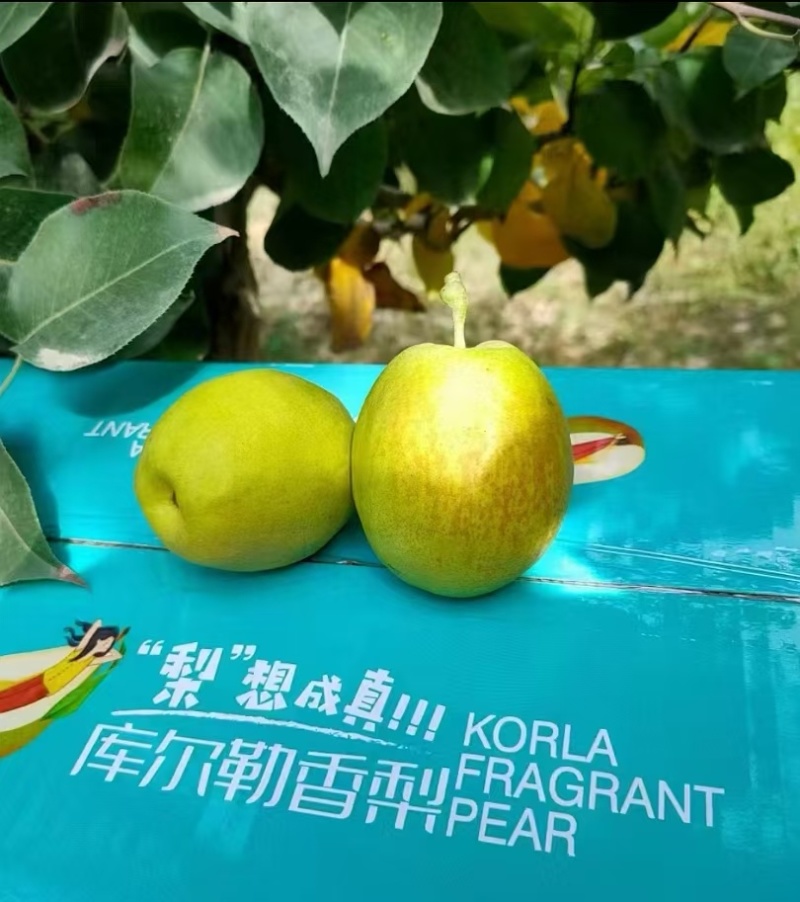 库尔勒香梨，特级大果，单果重120克-150克