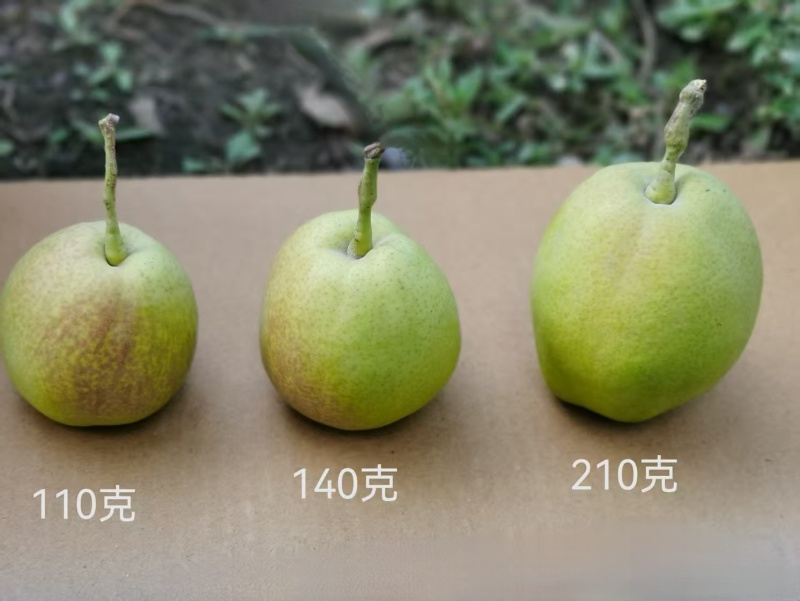 库尔勒香梨，特级大果，单果重120克-150克