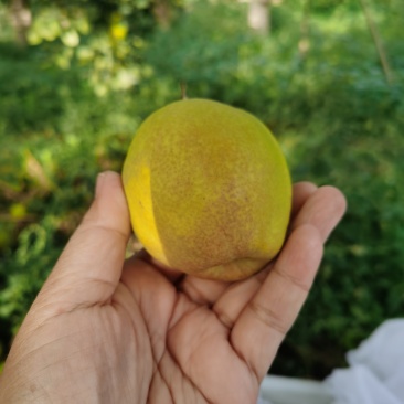 库尔勒香梨，特级大果，单果重120克-150克