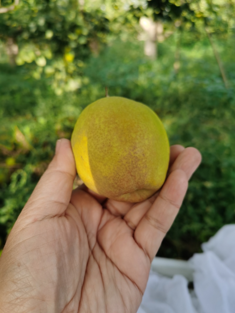 库尔勒香梨，特级大果，单果重120克-150克