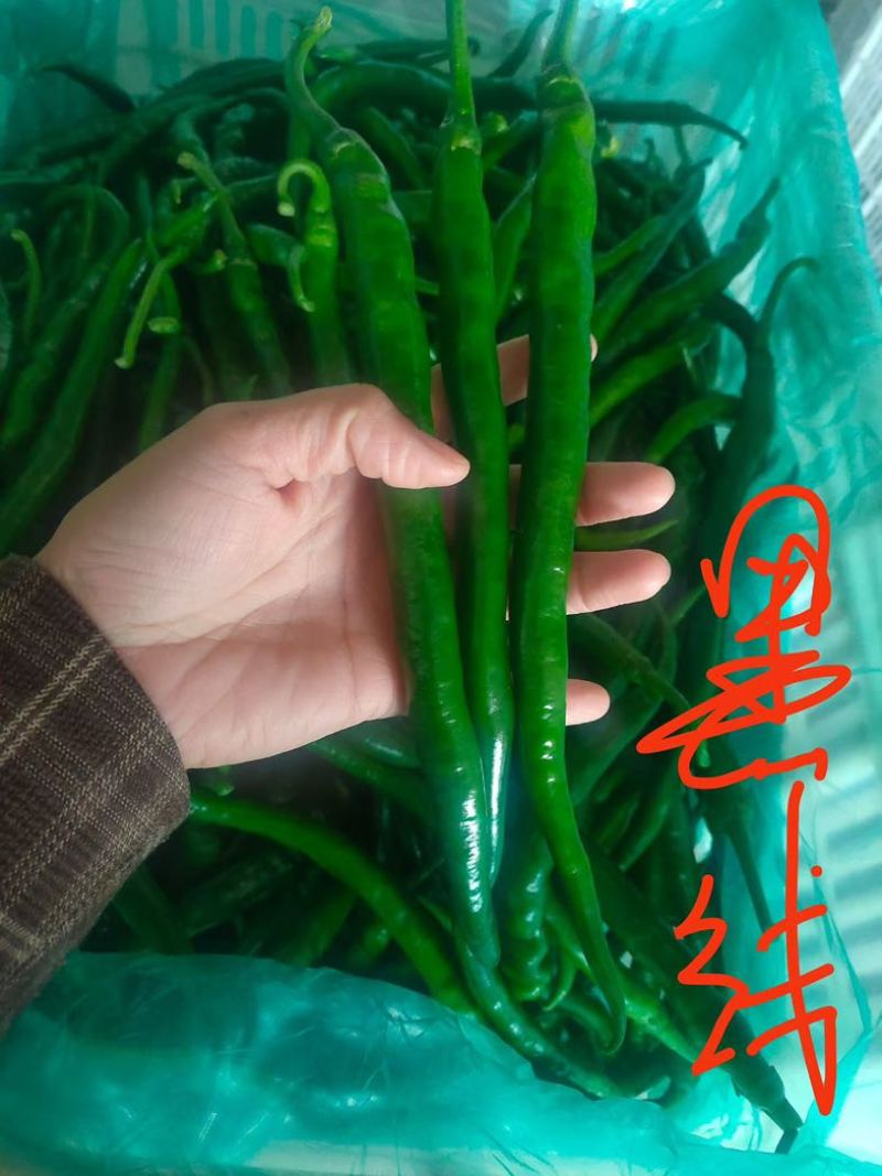 东台精品线椒