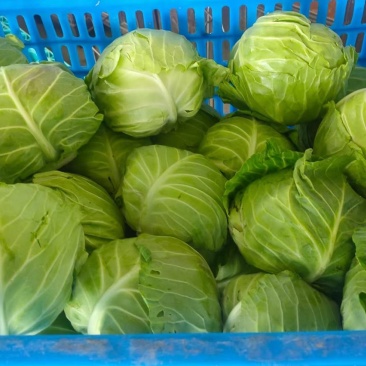 东台甘蓝