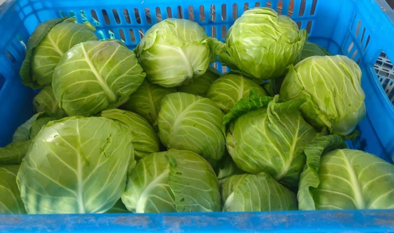 东台甘蓝