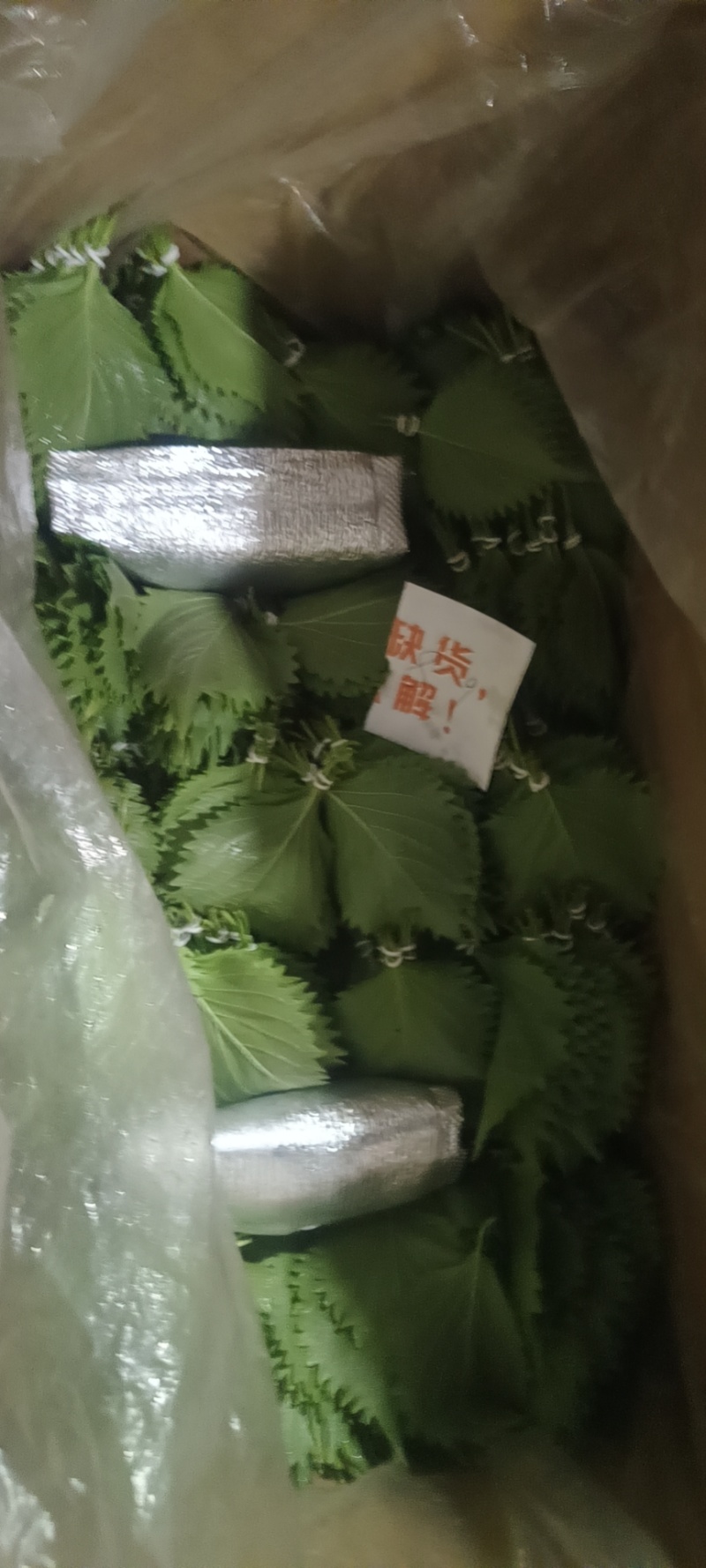 日本紫苏大叶