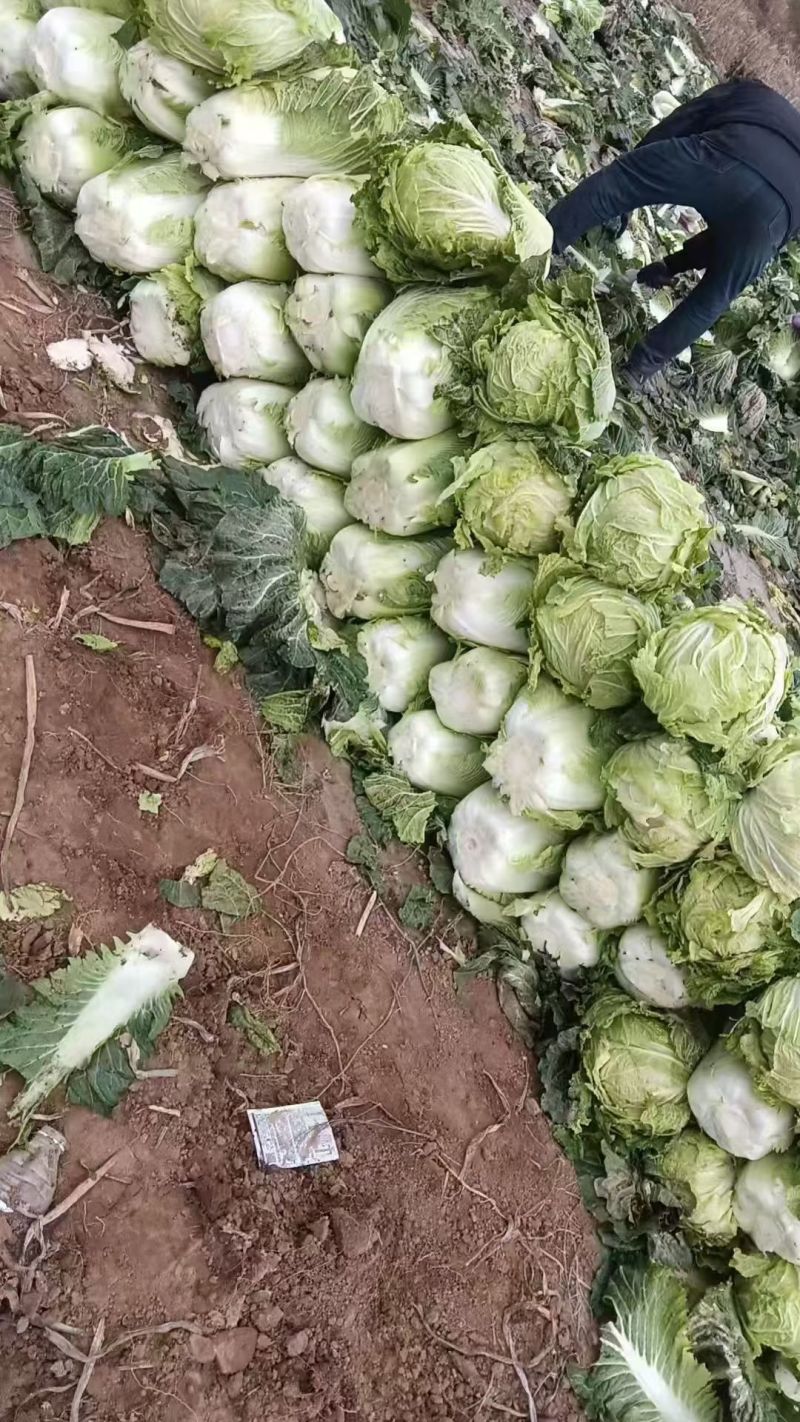 白菜
