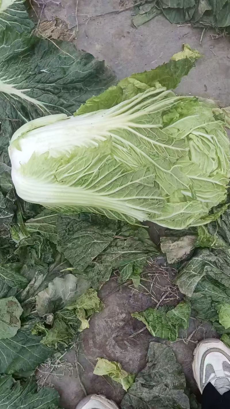 白菜