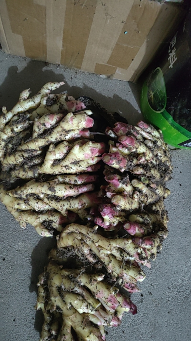 新鲜小黄姜