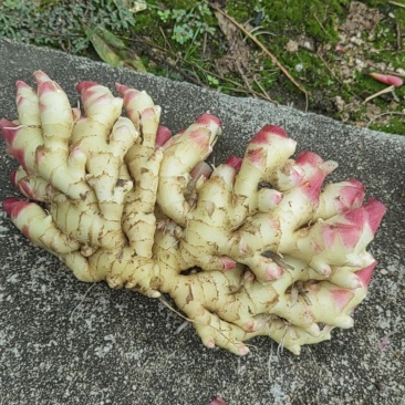 新鲜小黄姜