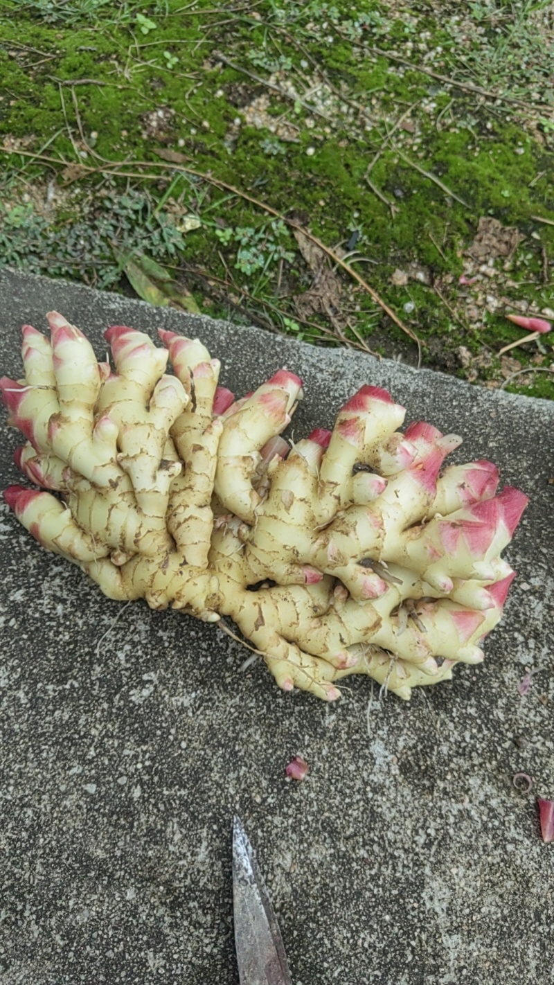 新鲜小黄姜