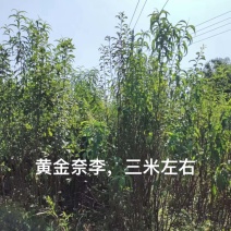 嫁接黄金奈李