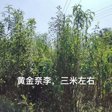 嫁接黄金奈李