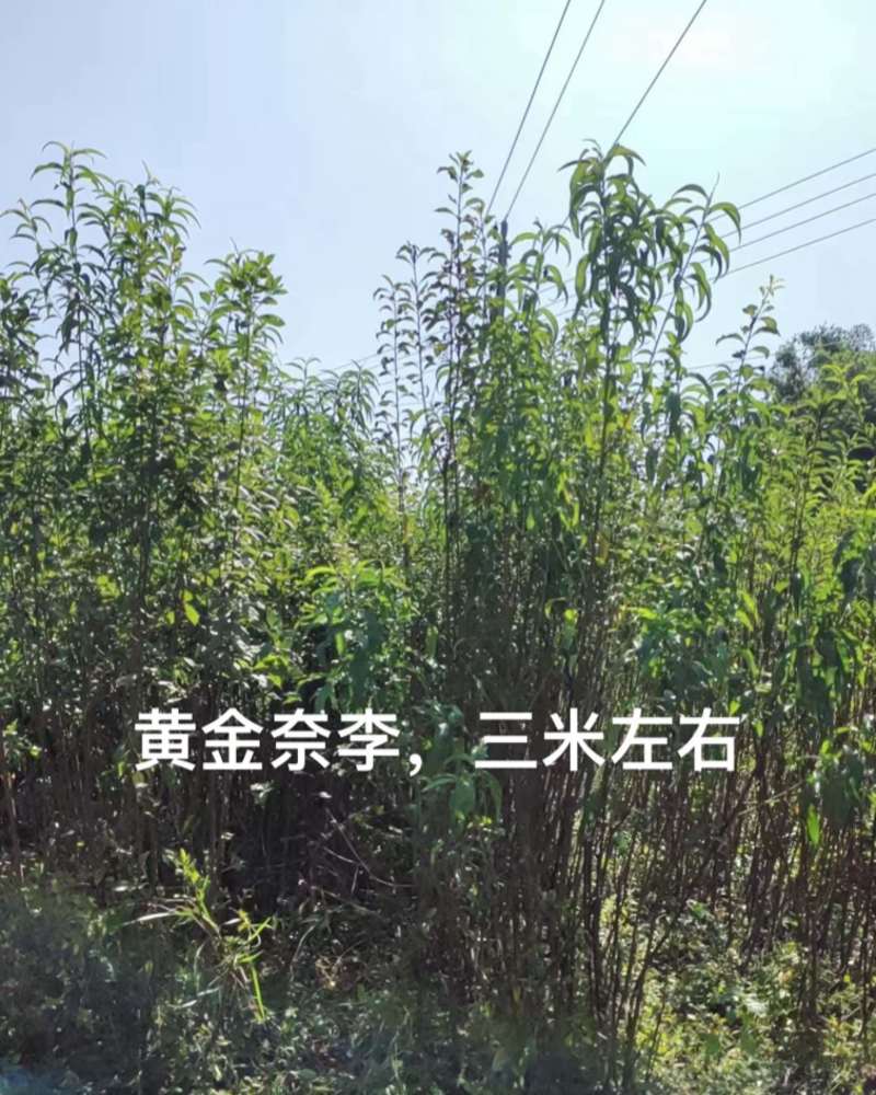 嫁接黄金奈李