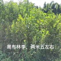 嫁接黑布林李子苗，三年苗