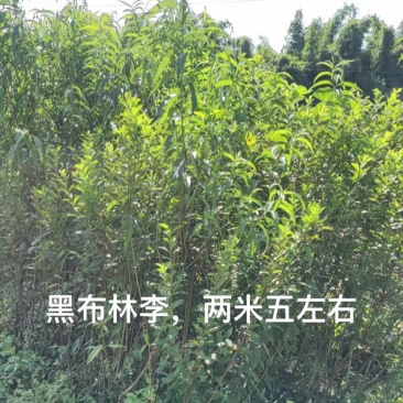 嫁接黑布林李子苗，三年苗